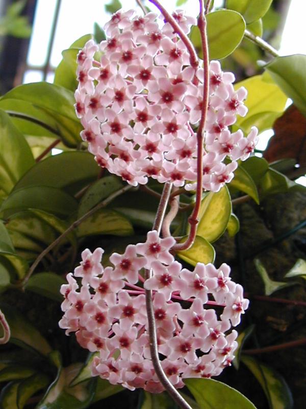 Cambridge, England: Botanic Garden: Honey Plant, Wax Plant (Hoya carnosa 'Exotica')
