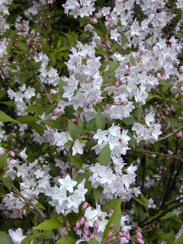 Cambridge, England: Botanic Garden: Deutzia x rosea