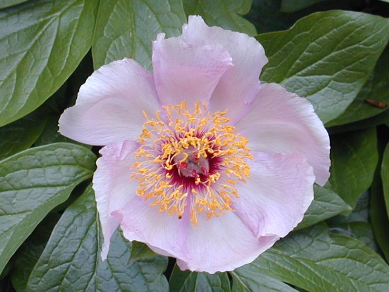 Cambridge, England: Botanic Garden: Peony (Paeonia wittmanniana 'Mai Fleuri')