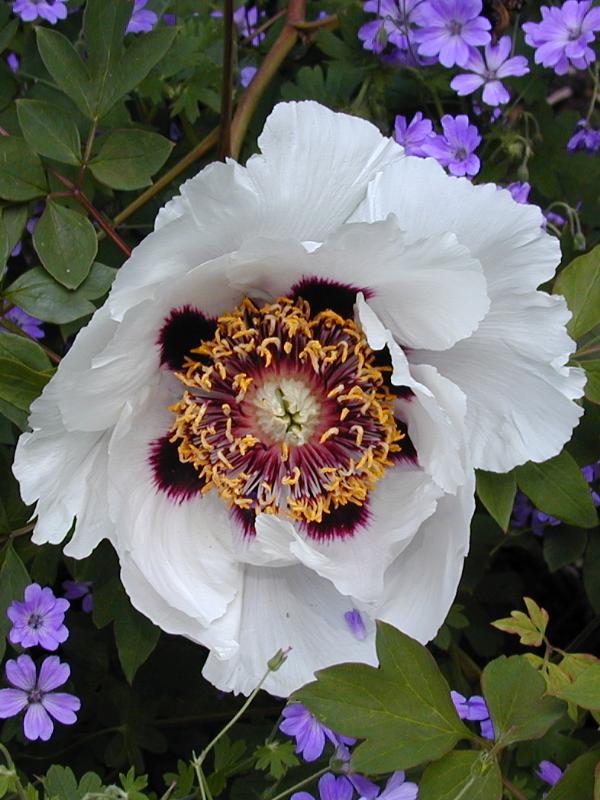 Cambridge, England: Botanic Garden: Peony (Paeonia suffruticosa 'Rocks Variety')