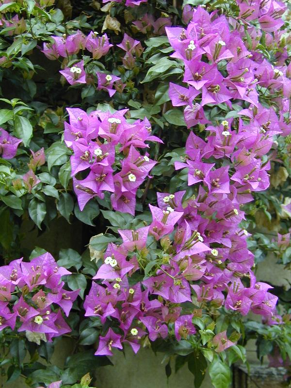 Cambridge, England: Botanic Garden: Paper Flower (Bougainvillea glabra 'Sanderiana')