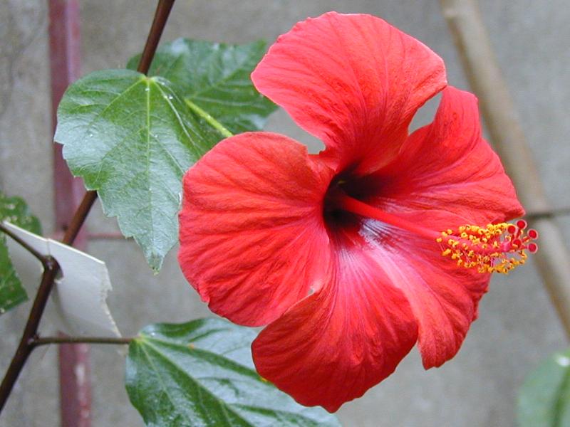 Cambridge, England: Botanic Garden: Hibiscus x archeri Hort.