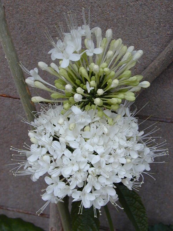 Cambridge, England: Botanic Garden: Clerodendrum schweinfurthii Gurke
