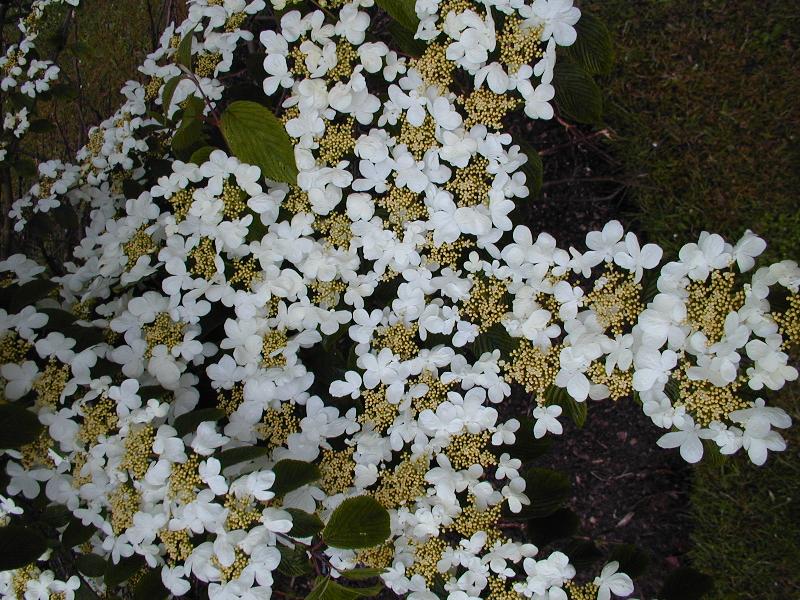 Cambridge, England: Botanic Garden: Viburnum plicatum 'Mariesii'