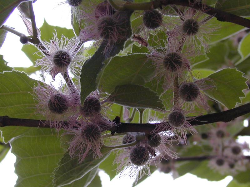 Cambridge, England: Botanic Garden: Broussonetia kazinoki fruit