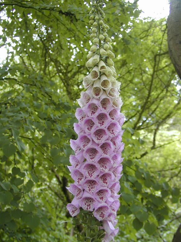 Cambridge, England: Botanic Garden: Foxglove (Digitalis)