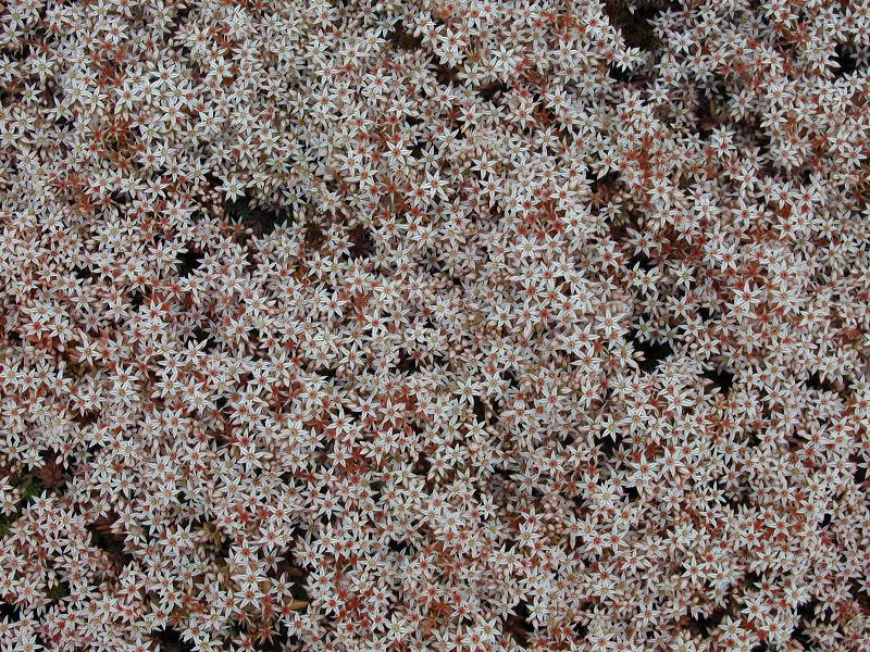 Cambridge, England: Botanic Garden: Sedum hispanicum