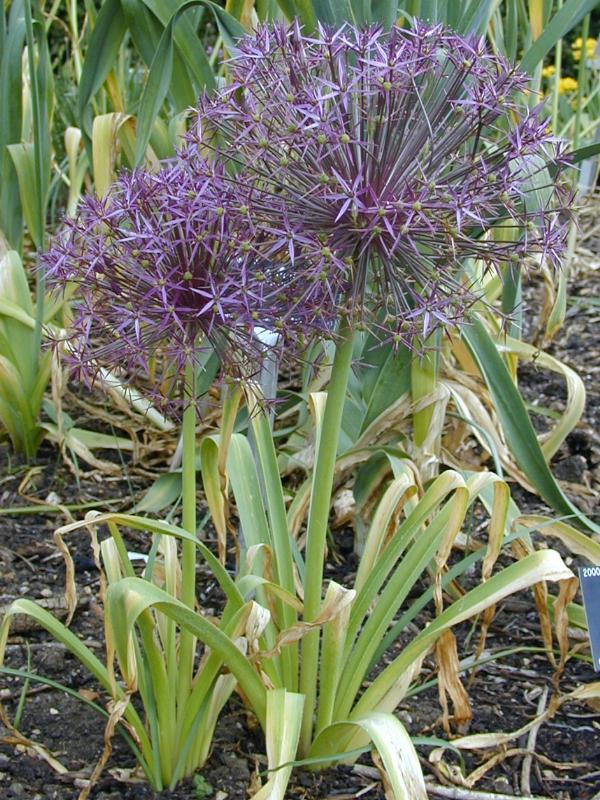 Cambridge, England: Botanic Garden: Star of Persia (Allium christophii)