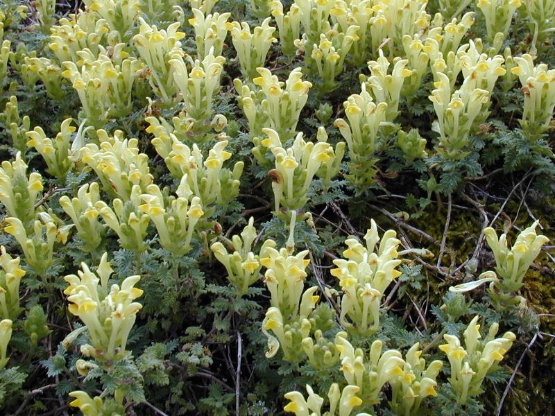Cambridge, England: Botanic Garden: Eastern Sun (Scutellaria orientalis var. pinnatifida Rchb.)