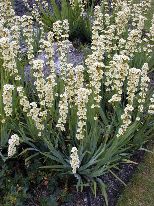 Cambridge, England: Botanic Garden: Yellow Mexican Satin Flower (Sisyrinchium striatum)