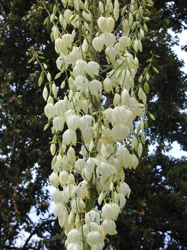 Cambridge, England: Botanic Garden: Our Lord's Candle (Yucca whipplei) flowers