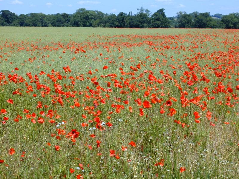 Little Shelford, England: red poppies in meadow