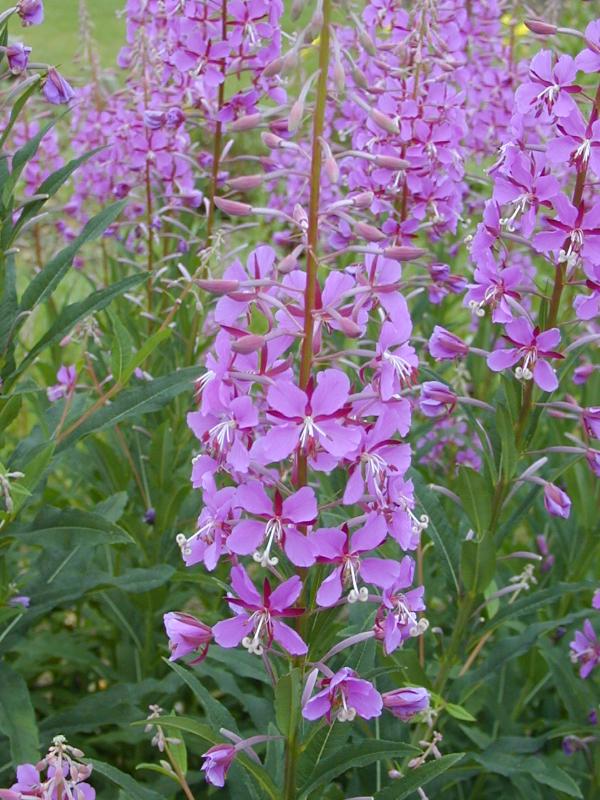 Cambridge, England: Botanic Garden: Rose Bay (or Great) Willow-herb (Epilobium angustifolium var. brachycarpum)