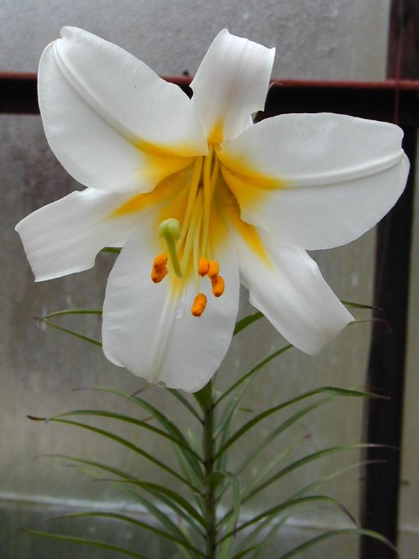 Cambridge, England: Botanic Garden: Easter Lily (Lilium longiflorum var. eximium)