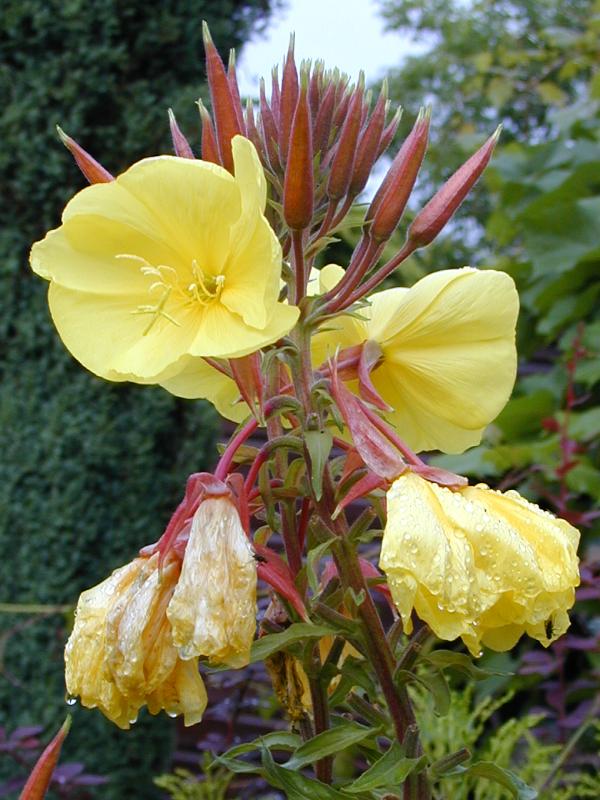 Cambridge, England: Roseford Road: Evening Primrose (Oenothera biennis)