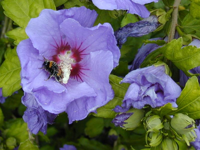 Cambridge, England: Botanic Garden: Hibiscus syriacus 'Blue Bird' (with bee)
