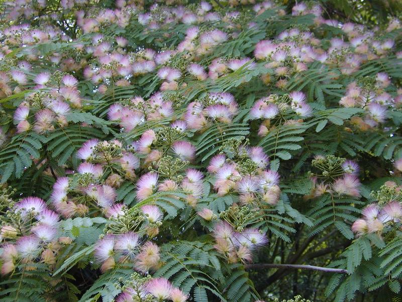 Cambridge, England: Botanic Garden: Silk tree (Albizia julibrissin Durazz. 'Rosea')