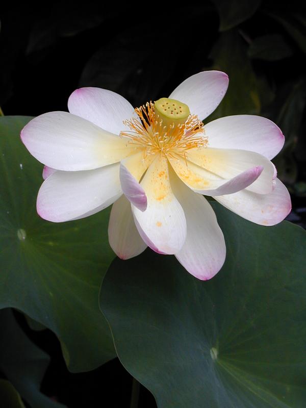 Cambridge, England: Botanic Garden: Sacred Lotus (Nelumbo nucifera Gaertn.) with flower open