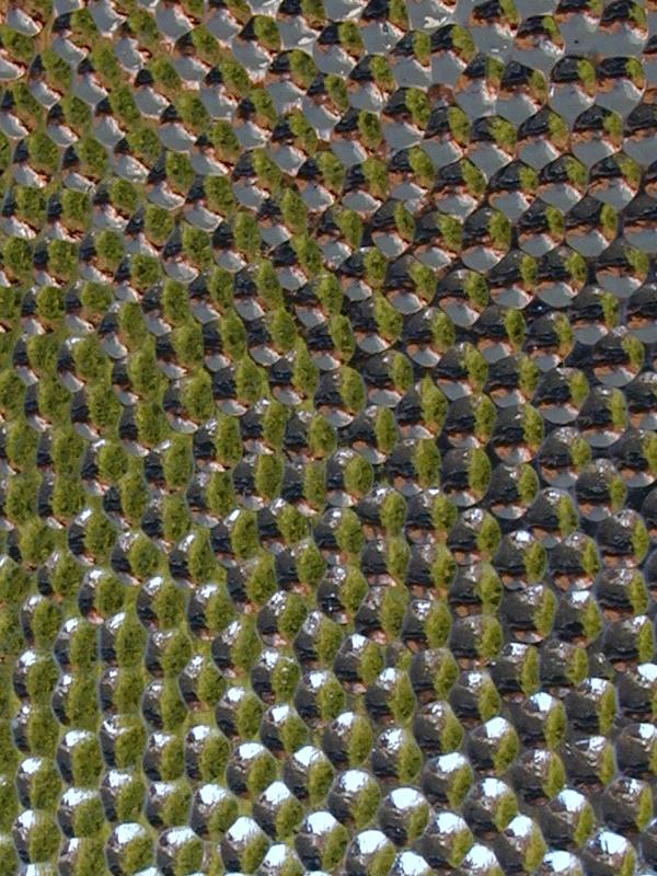 Cambridge, England: Roseford Road: conifer through faceted window