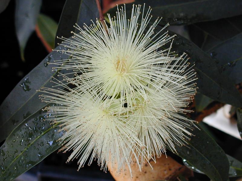 Cambridge, England: Botanic Garden: Rose Apple (Eugenia jambos)