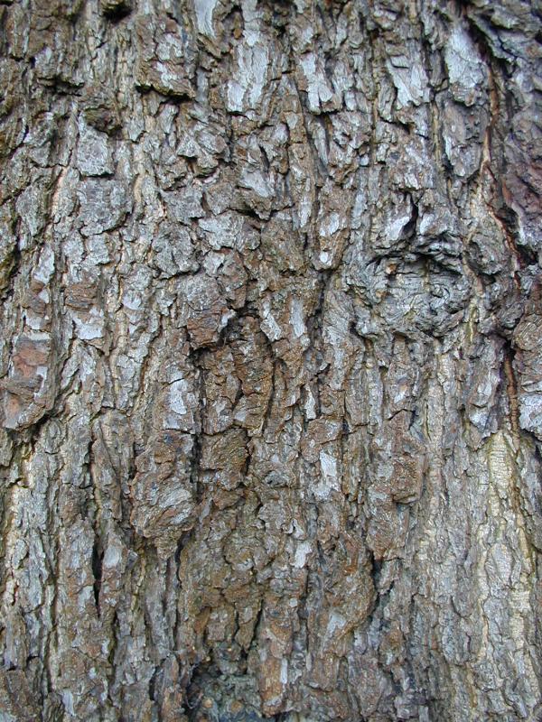 Cambridge, England: Botanic Garden: Alnus subcordata bark