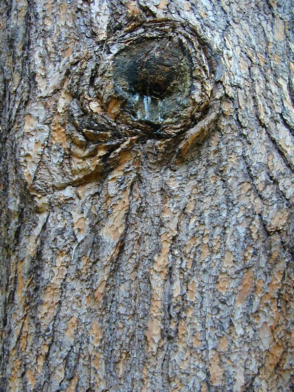 Cambridge, England: Botanic Garden: Himalayan (or Bhutan) Pine (Pinus wallichiana) bark