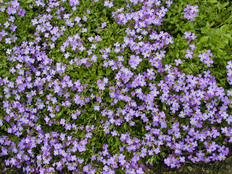 Cambridge, England: Botanic Garden: Aubrieta deltoidea