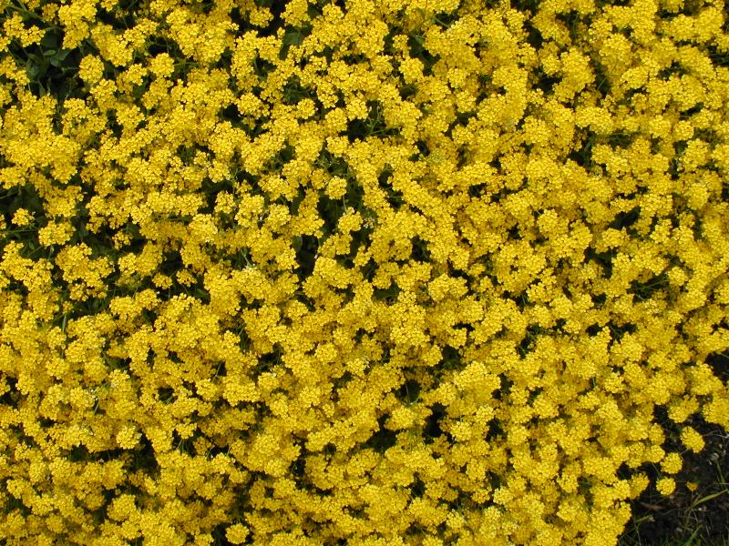 Cambridge, England: Botanic Garden: Golden alyssum (Alyssum saxatile)