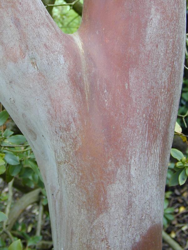Cambridge, England: Botanic Garden: Arbutus andrachne bark