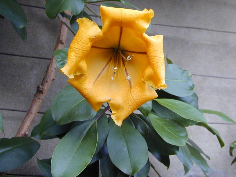 Cambridge, England: Botanic Garden: Golden Chalice Vine (Solandra maxima)