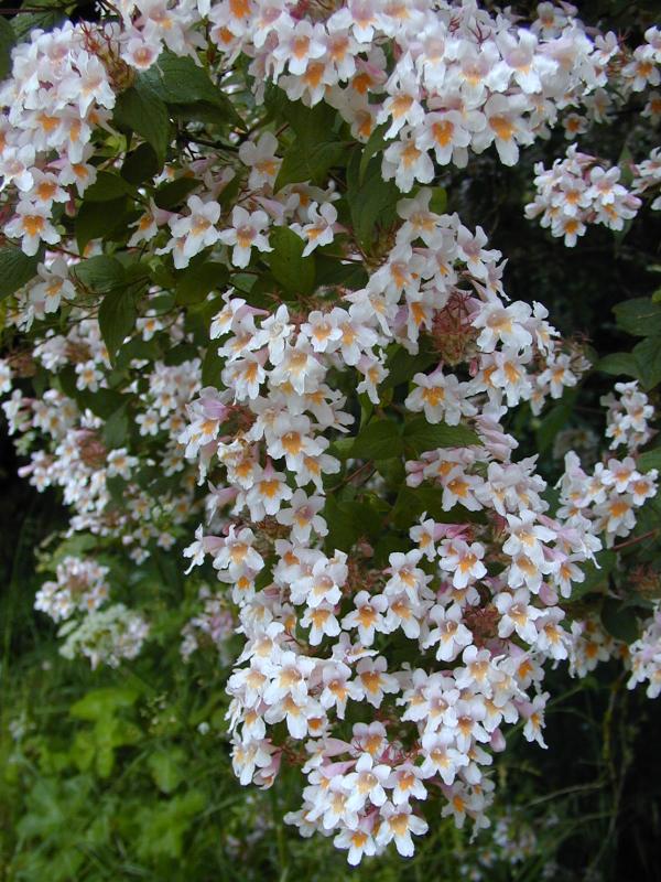 Cambridge, England: Botanic Garden: Beauty Bush (Kolkwitzia amabilis)