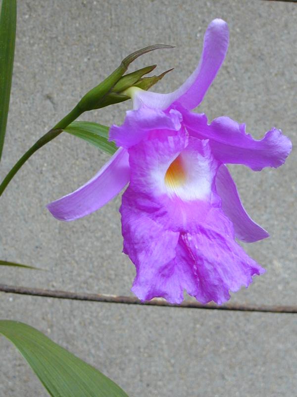 Cambridge, England: Botanic Garden: Orchid (Sobralia lowii)