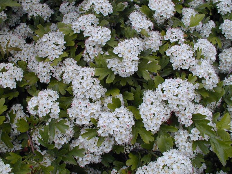 Cambridge, England: Botanic Garden: Crataegus pentagyna Willd.