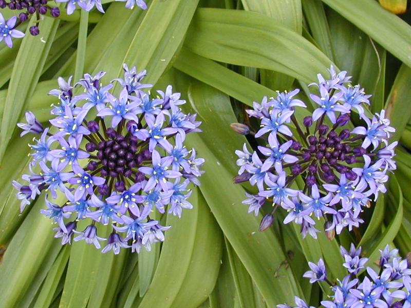 Cambridge, England: Botanic Garden: Cuban Lily (Peruvian Scilla) (Scilla peruviana)