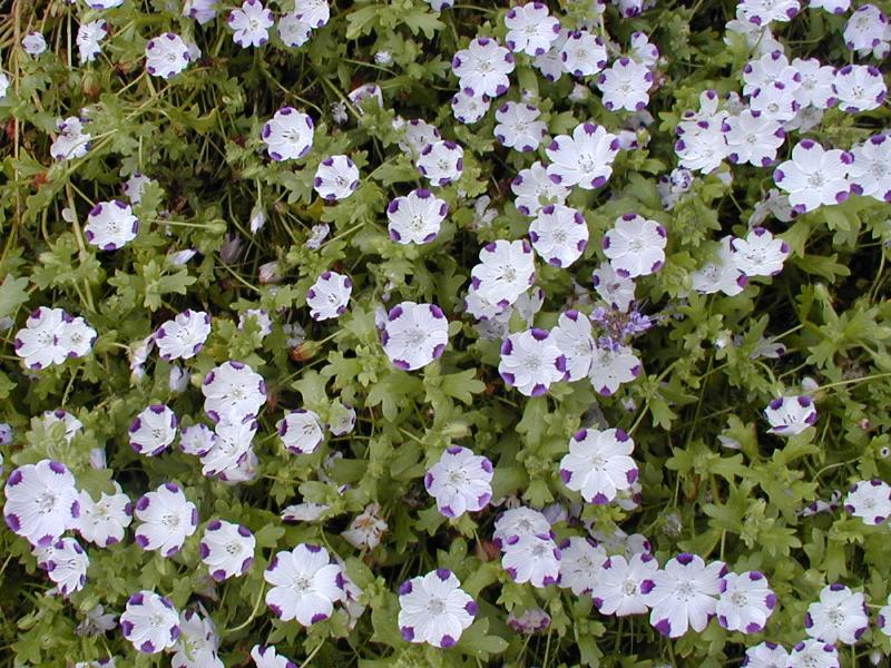 Cambridge, England: Botanic Garden: Five Spot (Nemophilia maculata)