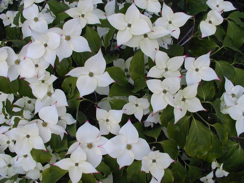 Cambridge, England: Botanic Garden: Cornus kousa Hance var. chinensis Osborn
