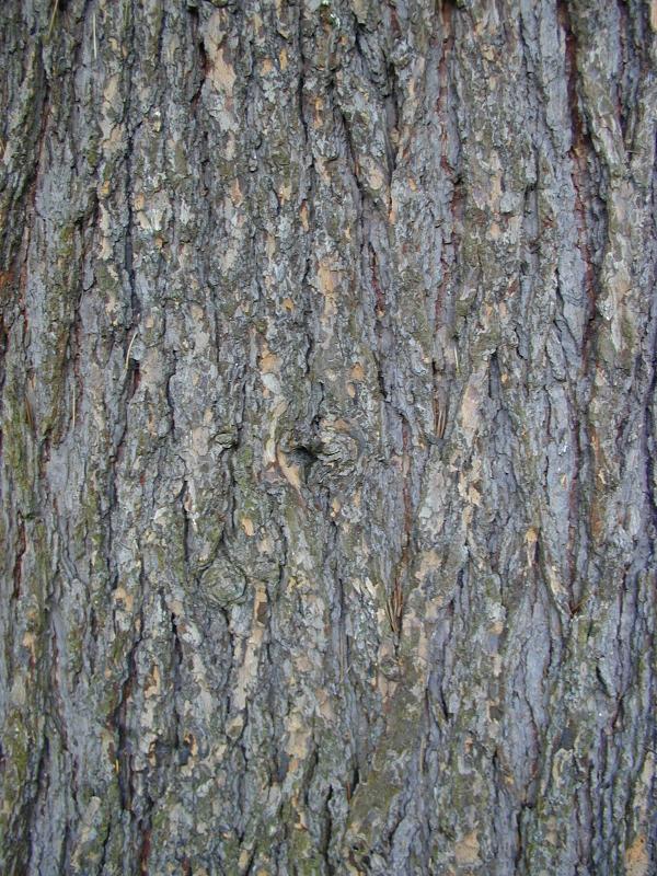Cambridge, England: Botanic Garden: Deodar Cedar (Cedrus deodara) bark