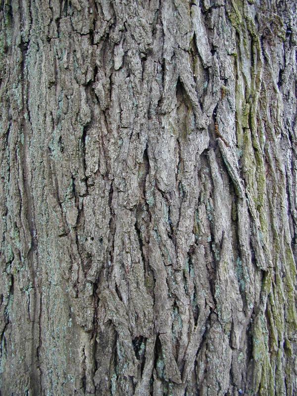 Cambridge, England: Botanic Garden: Texan Walnut (Juglans elaeopyren) bark
