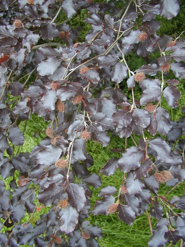 Cambridge, England: Botanic Garden: Purple Beech (Fagus sylvatica forma purpurea) leaves
