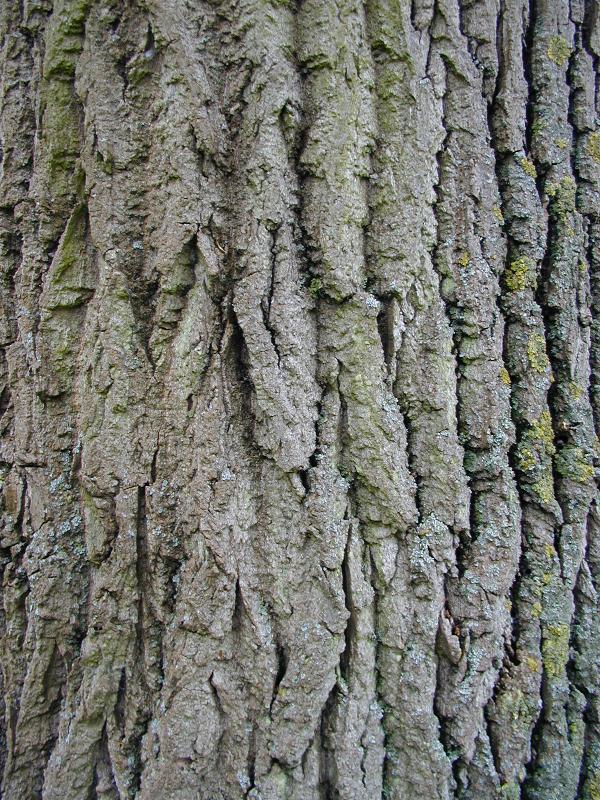 Cambridge, England: Botanic Garden: Carolina Poplar (Populus canadensis 'Serotina') bark