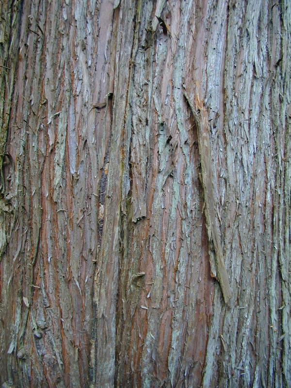 Goeteborg (Gothenburg), Sweden: Botaniska traedgarden (Botanic Garden): Japanese Cedar (Cryptomeria japonica) bark