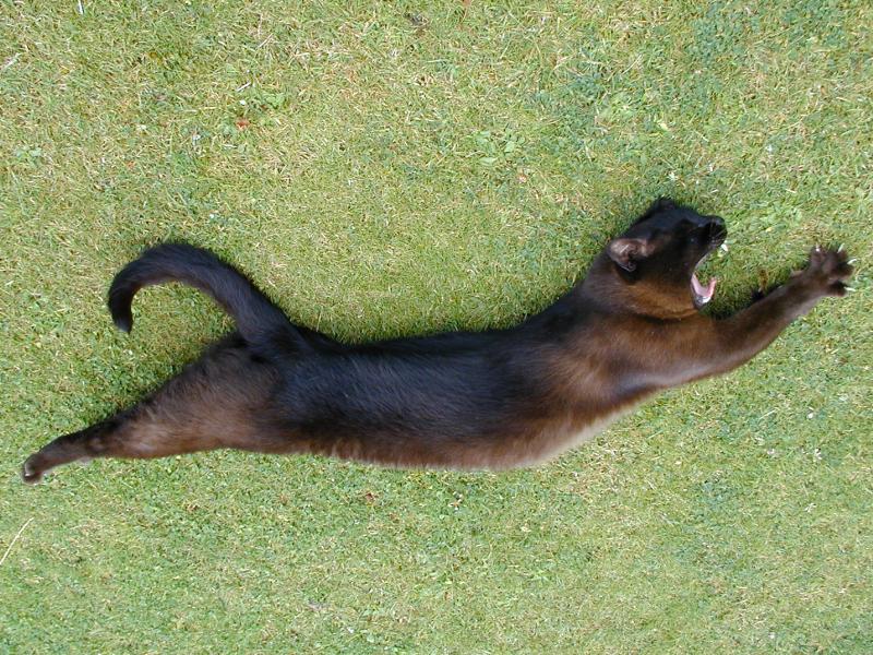 Cambridge, England: Botanic Garden: cat stretching