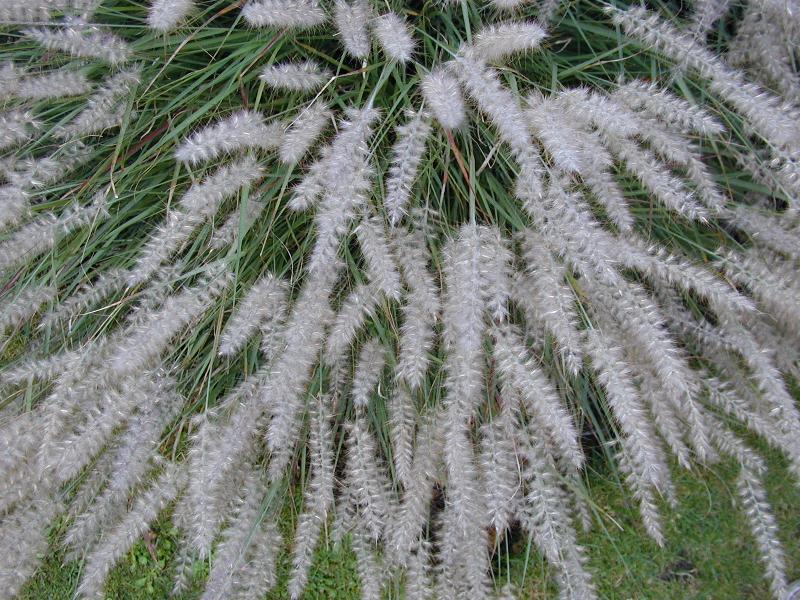 Cambridge, England: Botanic Garden: Oriental Fountain Grass (Pennisetum orientale)