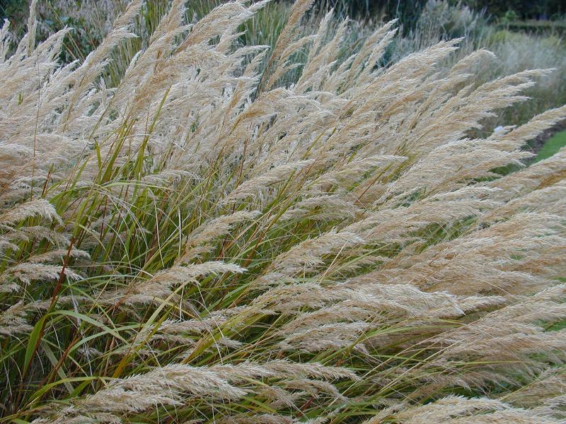 Cambridge, England: Botanic Garden: Needle (or Spear) Grass (Stipa calamagrostis)
