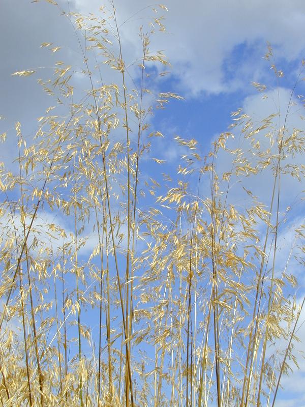 Cambridge, England: Botanic Garden: Giant Feather Grass (Stipa gigantea)