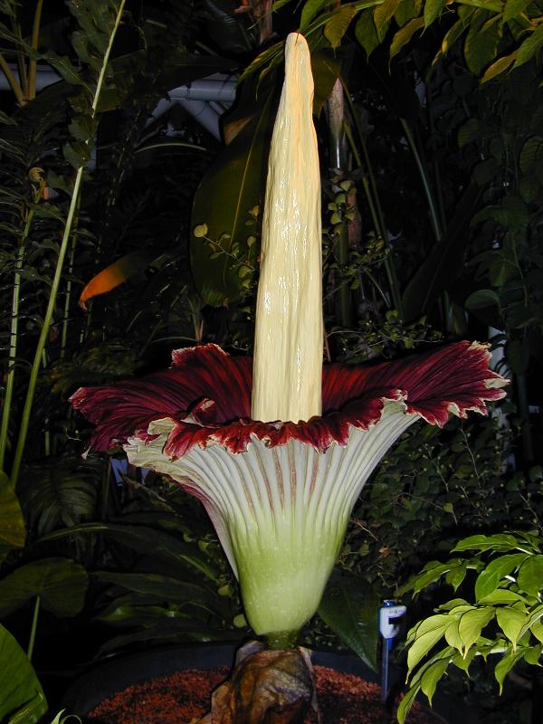 Cambridge, England: Botanic Garden: Titan Arum (Amorphophallus titanum) (midnight)