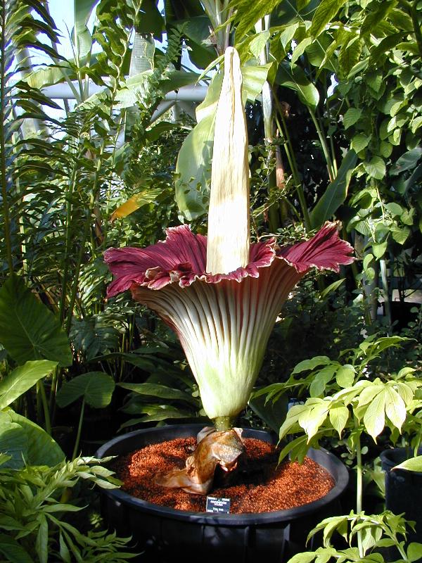 Cambridge, England: Botanic Garden: Titan Arum (Amorphophallus titanum) (morning)