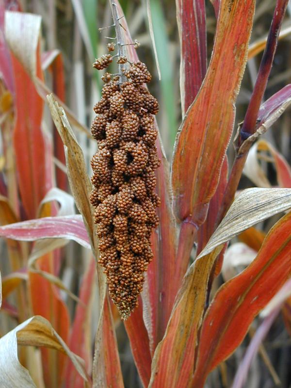 Cambridge, England: Botanic Garden: Foxtail (German, Hungarian, Italian, Japanese, Hay) Millet (Setaria italica 'Hylander')