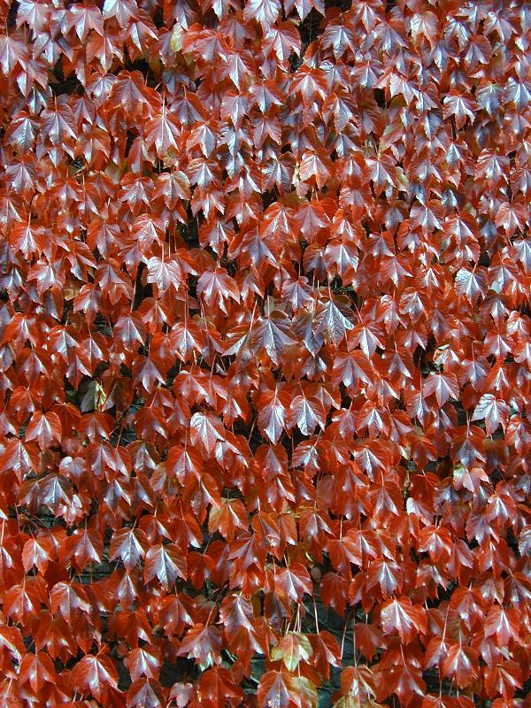 Cambridge, England: Trumpington Street: ivy in autumn red