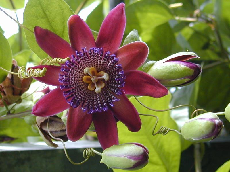 Cambridge, England: Botanic Garden: Passion flower (Passiflora phoenicia or alata)